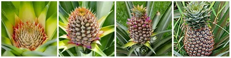 파인애플 관련 대다수는 모르는 지식_3.webp