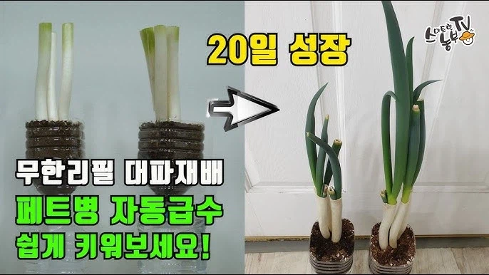 자주 먹으면서도 은근히 모르는 파에 대한 지식_2.webp