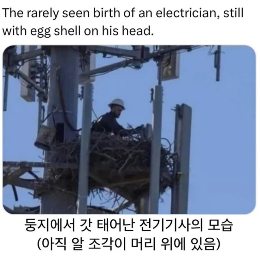 갓 태어난 전기 기사_1.webp