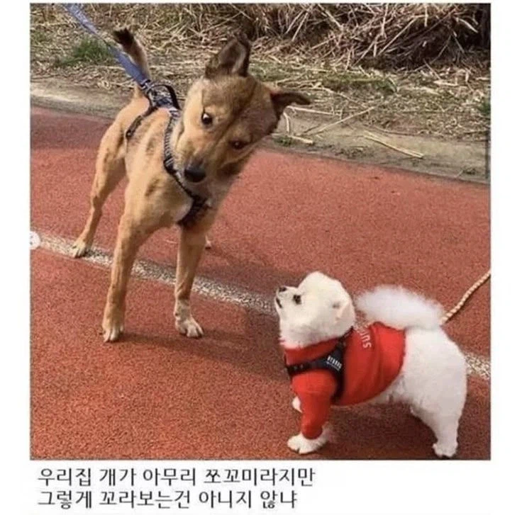 에엥~? 네가 정말 동족이라고~??_1.webp