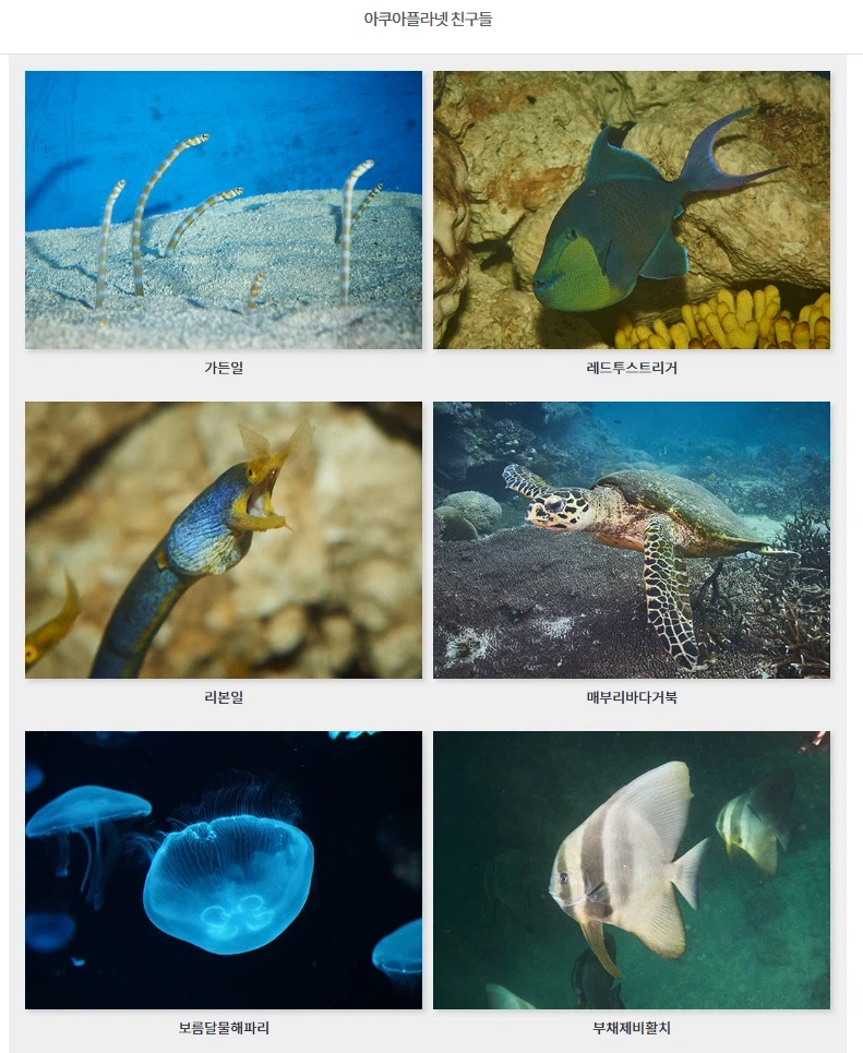 데이브 더 다이버의 비밀_1.webp