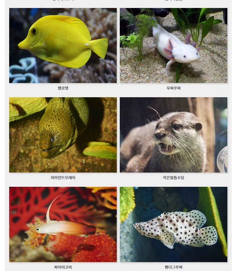 데이브 더 다이버의 비밀_3.webp