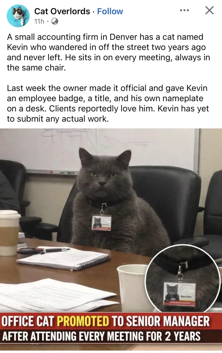 회사에서 고양이에게 차장 직급을 줌_1.webp