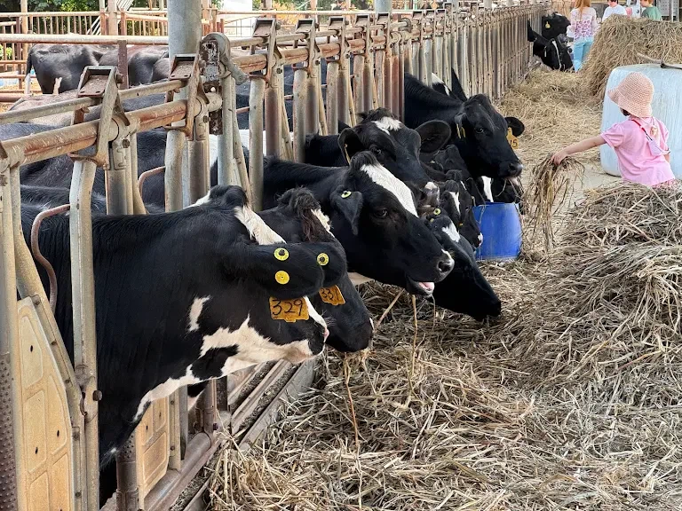 세종시에 있는 특이한 까페_1.webp