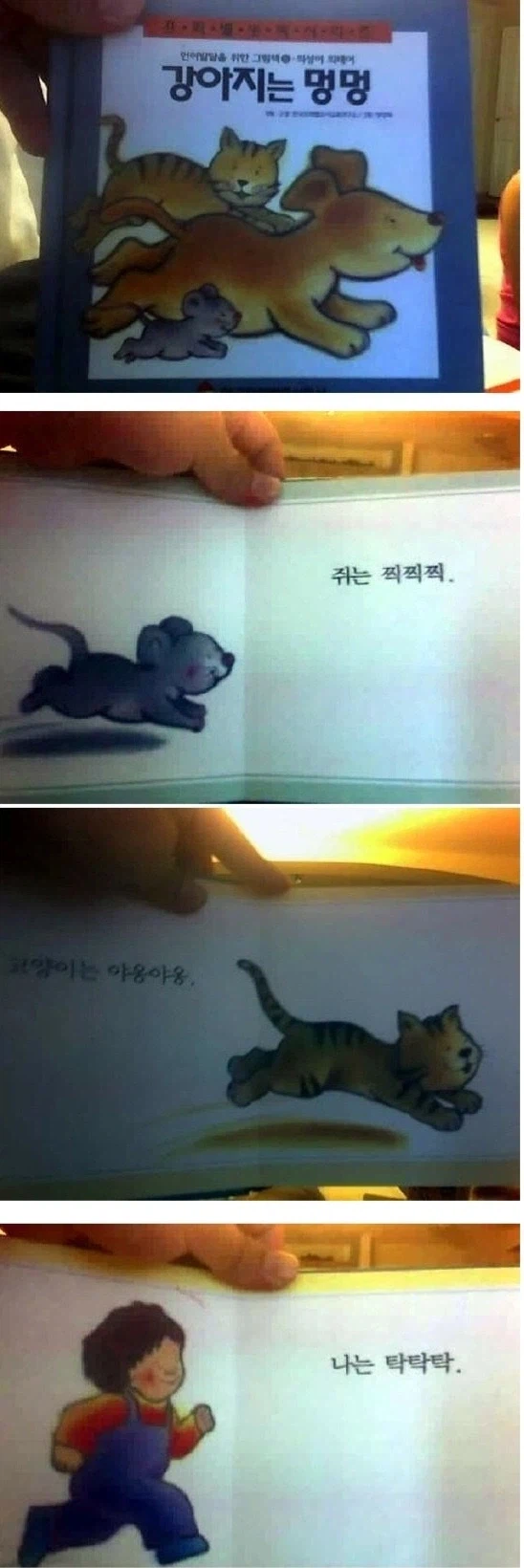 개, 고양이, 인간 종족의 차이점_1.webp
