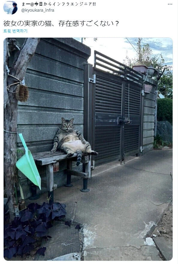 여자친구집에 굉장한 존재감의 고양이.jpg_1.webp