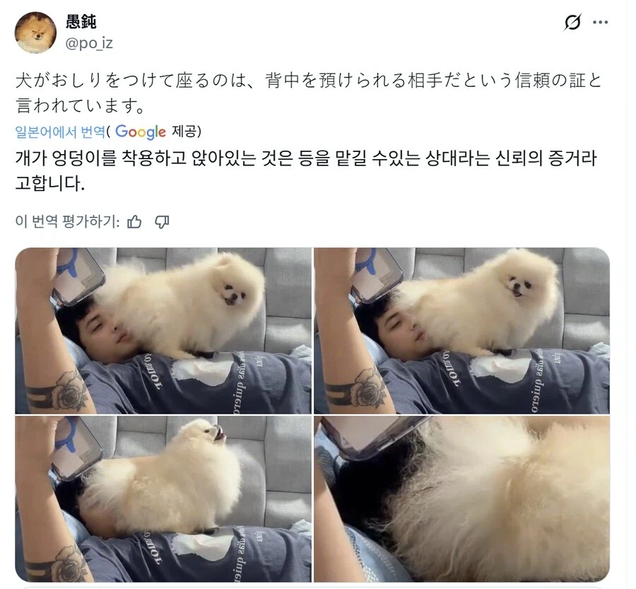 개들이 주인을 신뢰한다는 증거.jpg_1.webp