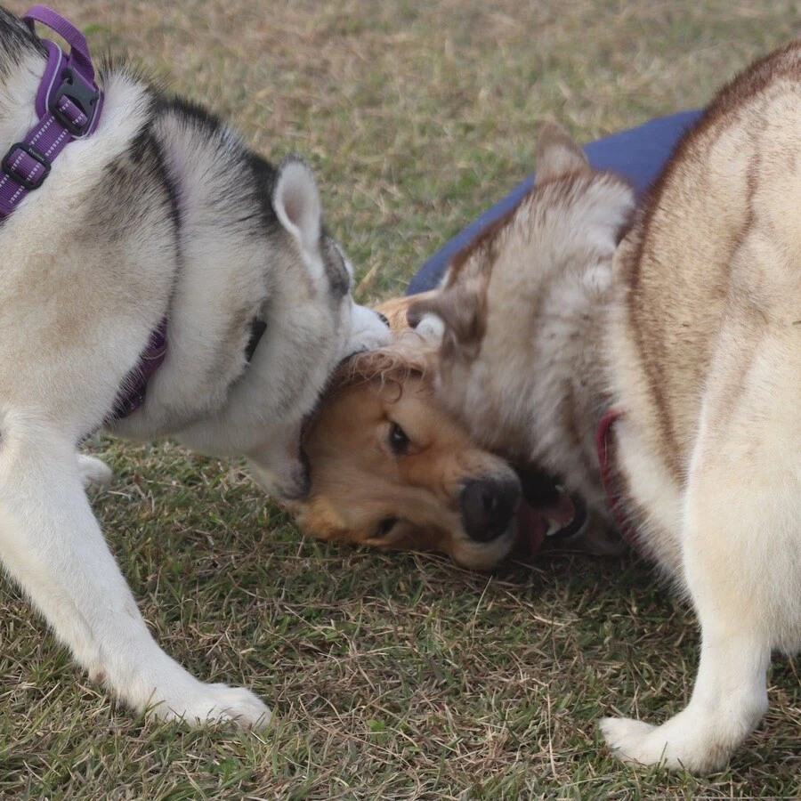 사이좋은 멍멍이들.jpg_1.webp