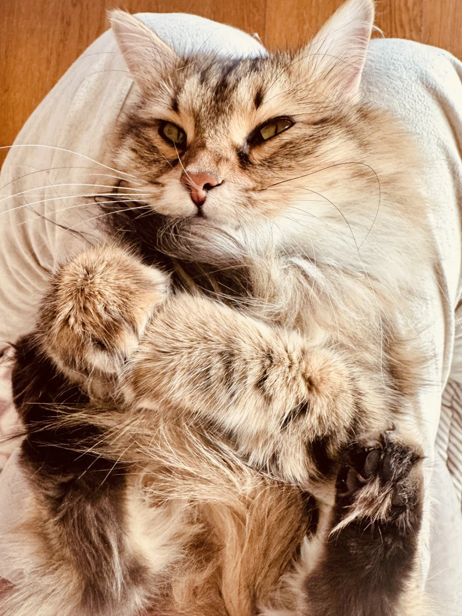 무쌩긴 시베리아 고양이.jpg_1.webp