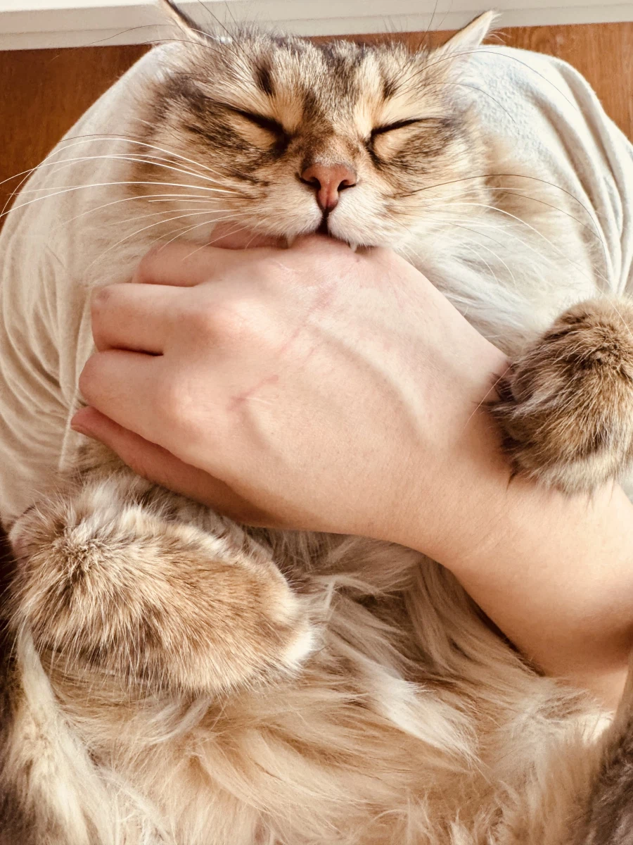 무쌩긴 시베리아 고양이.jpg_2.webp