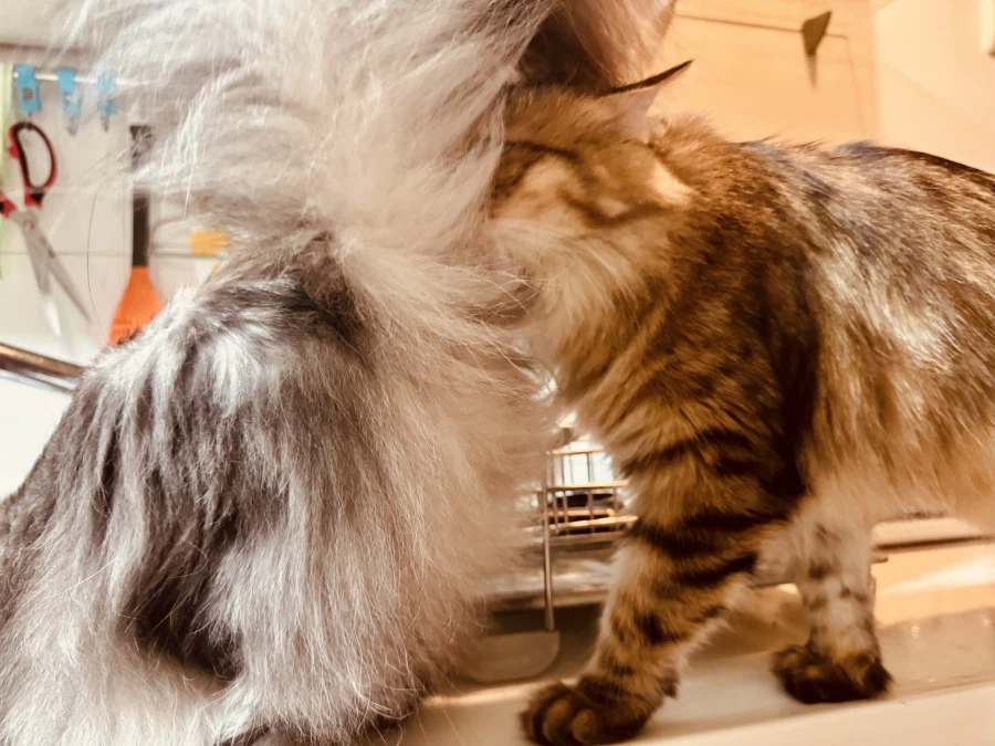 무쌩긴 시베리아 고양이.jpg_4.webp