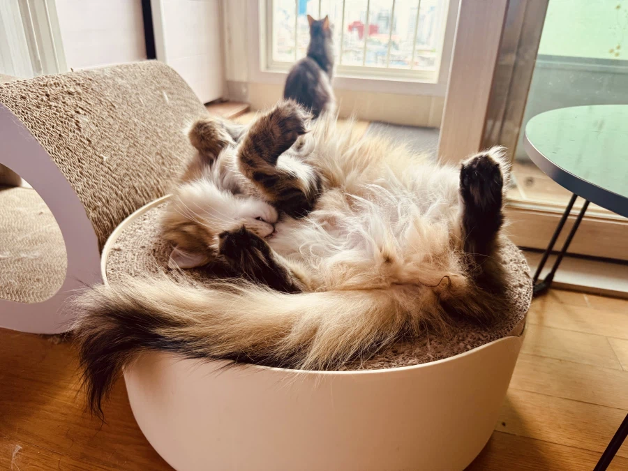 무쌩긴 시베리아 고양이.jpg_6.webp