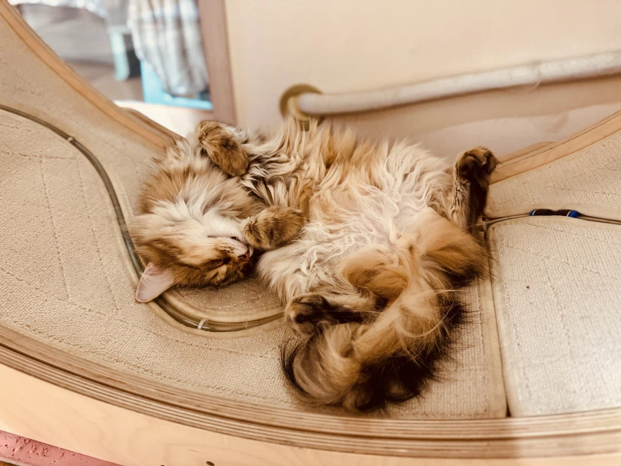 무쌩긴 시베리아 고양이.jpg_7.webp