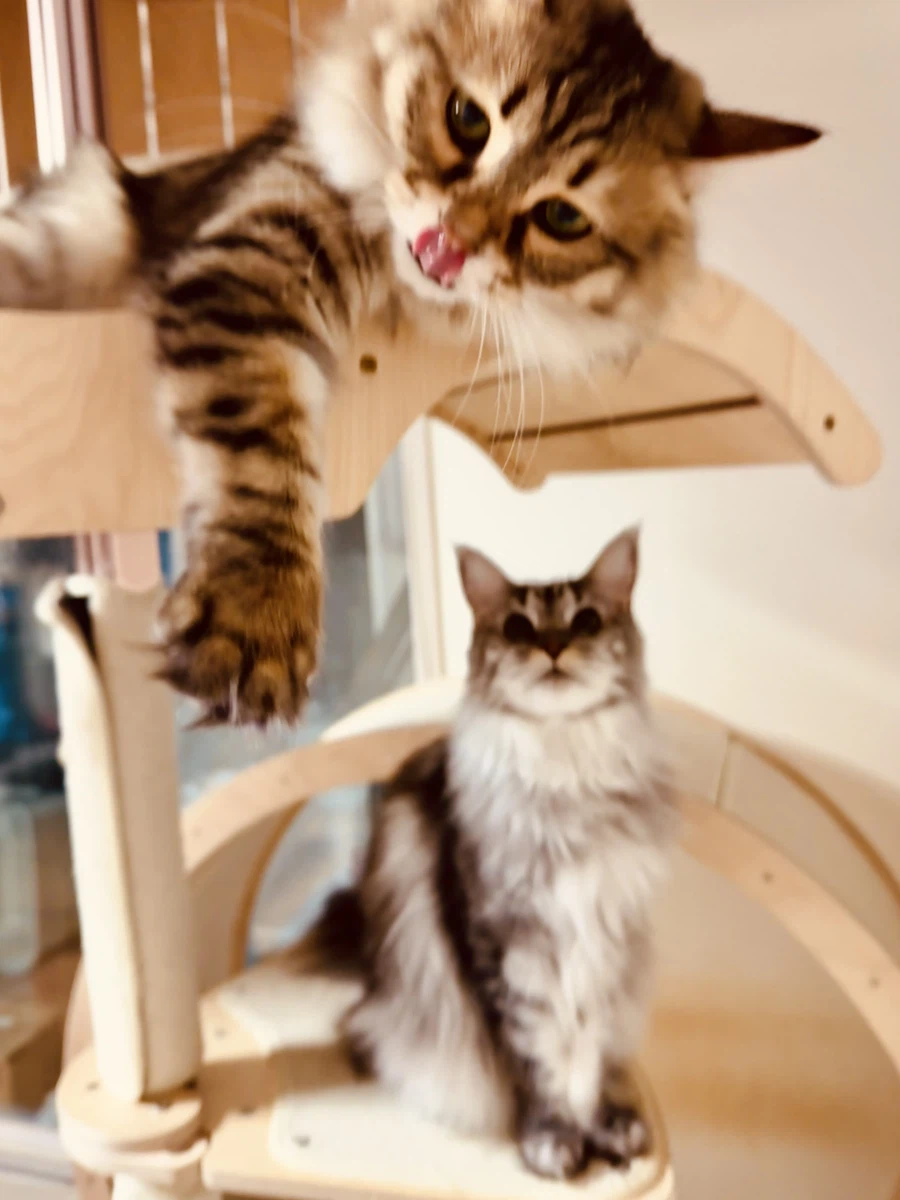 무쌩긴 시베리아 고양이.jpg_9.webp