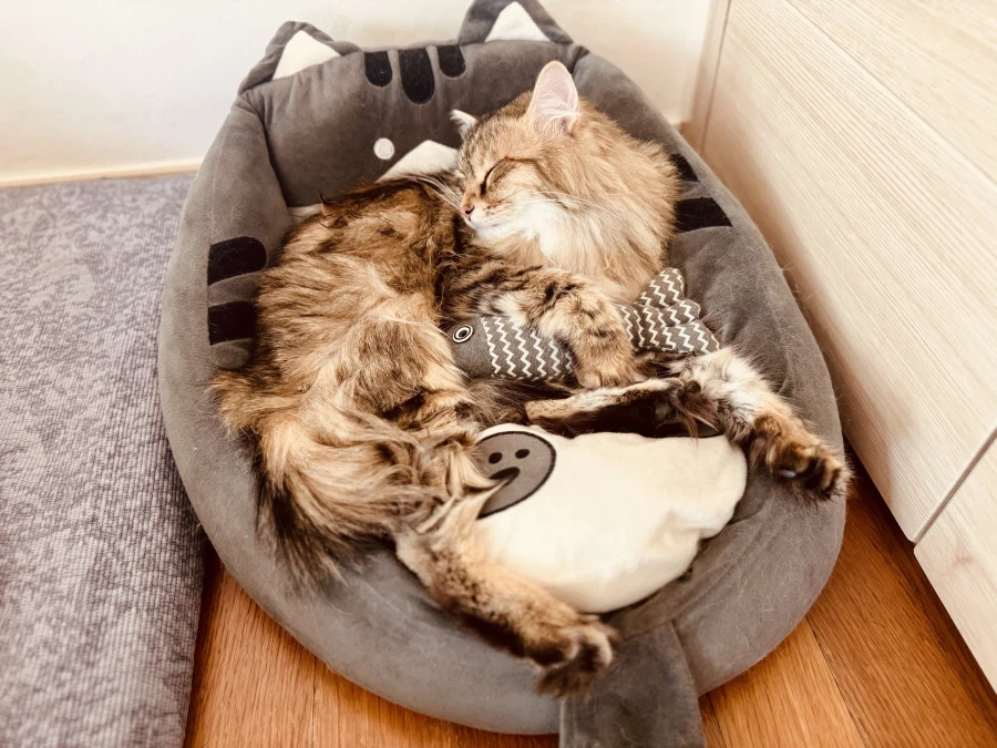 무쌩긴 시베리아 고양이.jpg_10.webp