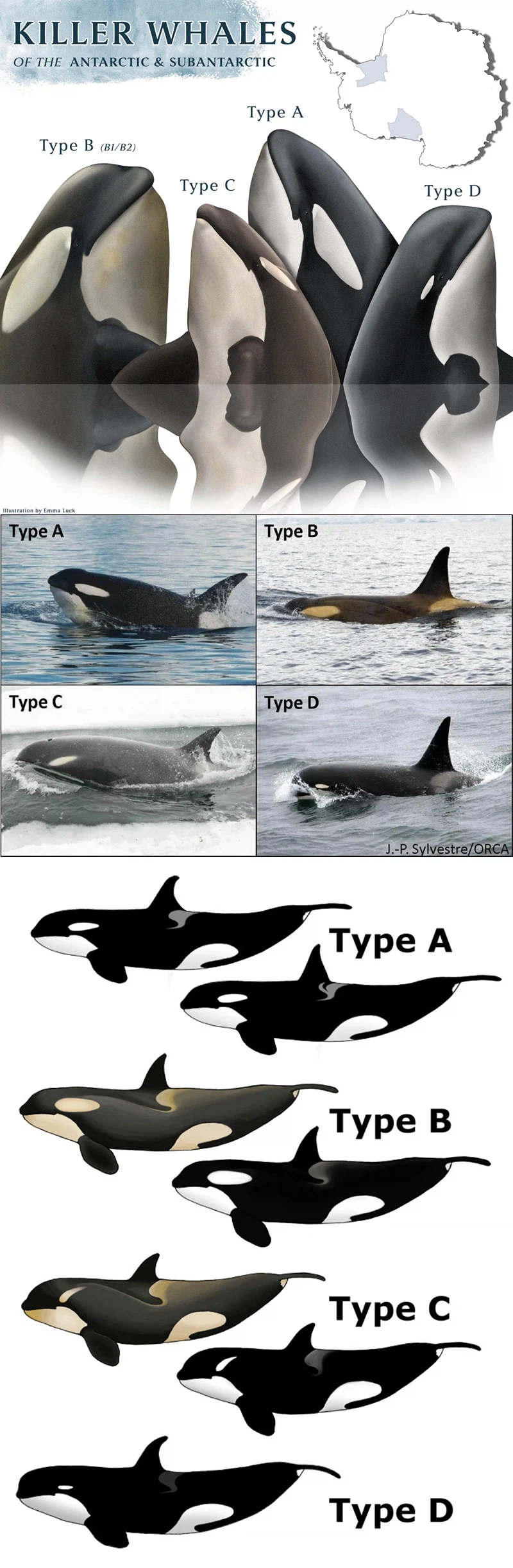생김새로 구분하는 남극 범고래_1.webp