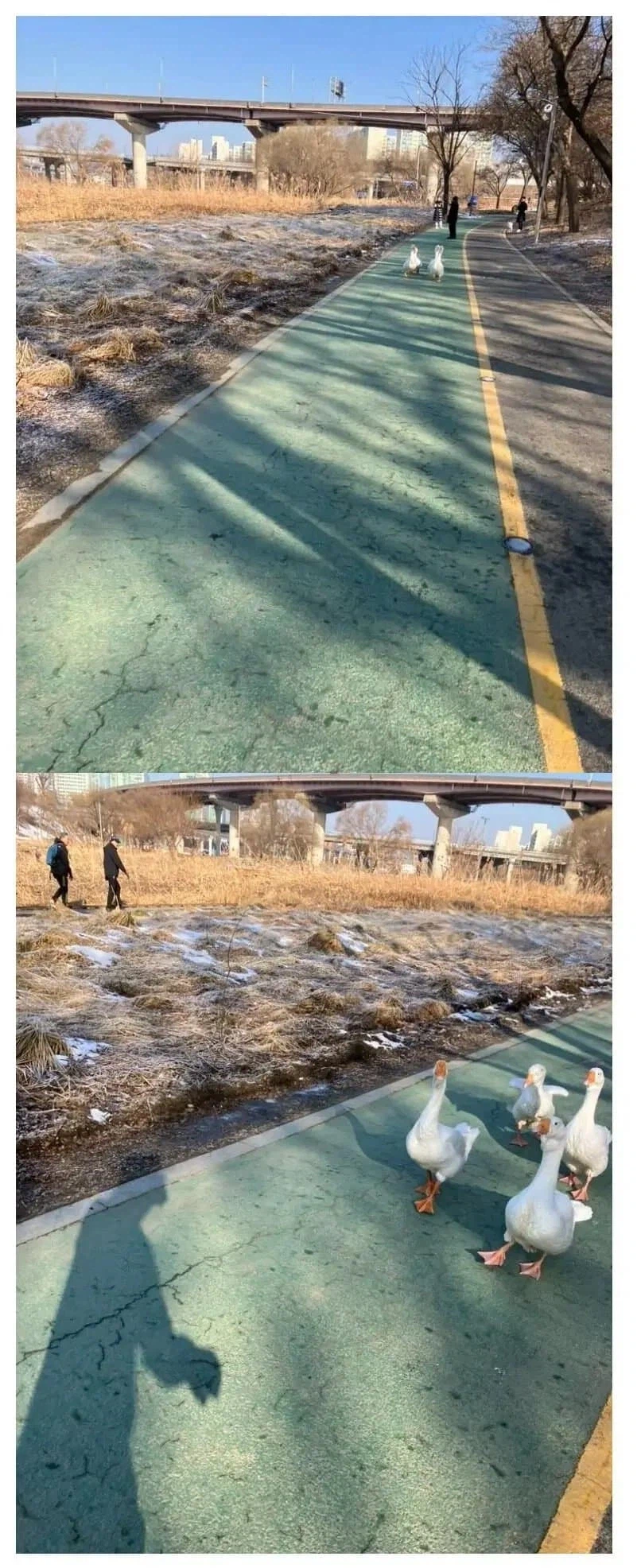 2열로 길막하며 달리는 민폐 런닝크루 ㅉㅉㅉㅉ_1.webp