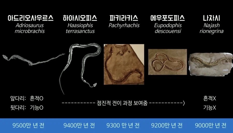 ???: 종류가 달라진 걸 볼 수 없으니 진화론은 거짓이다!_1.webp