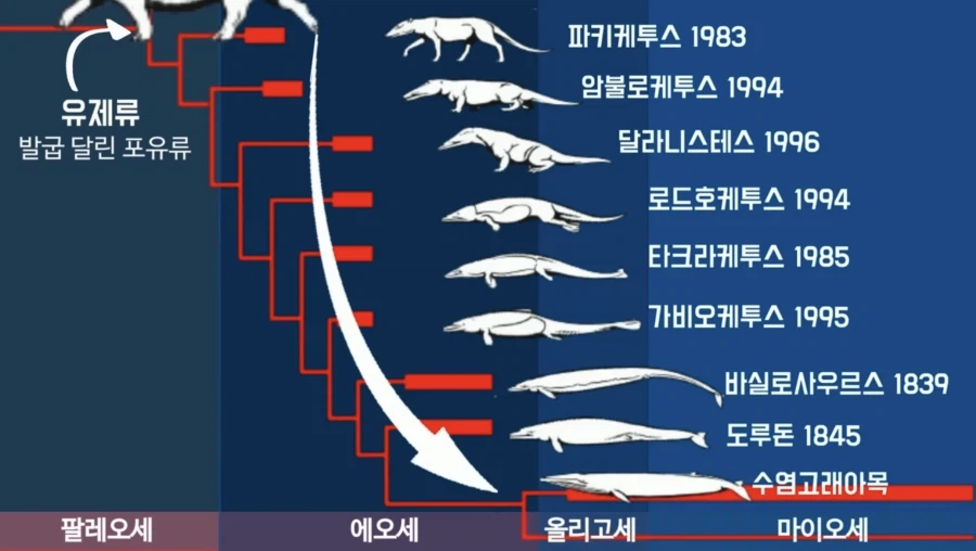???: 종류가 달라진 걸 볼 수 없으니 진화론은 거짓이다!_4.webp