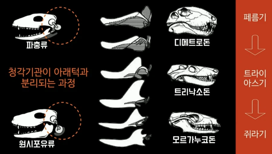 ???: 종류가 달라진 걸 볼 수 없으니 진화론은 거짓이다!_5.webp