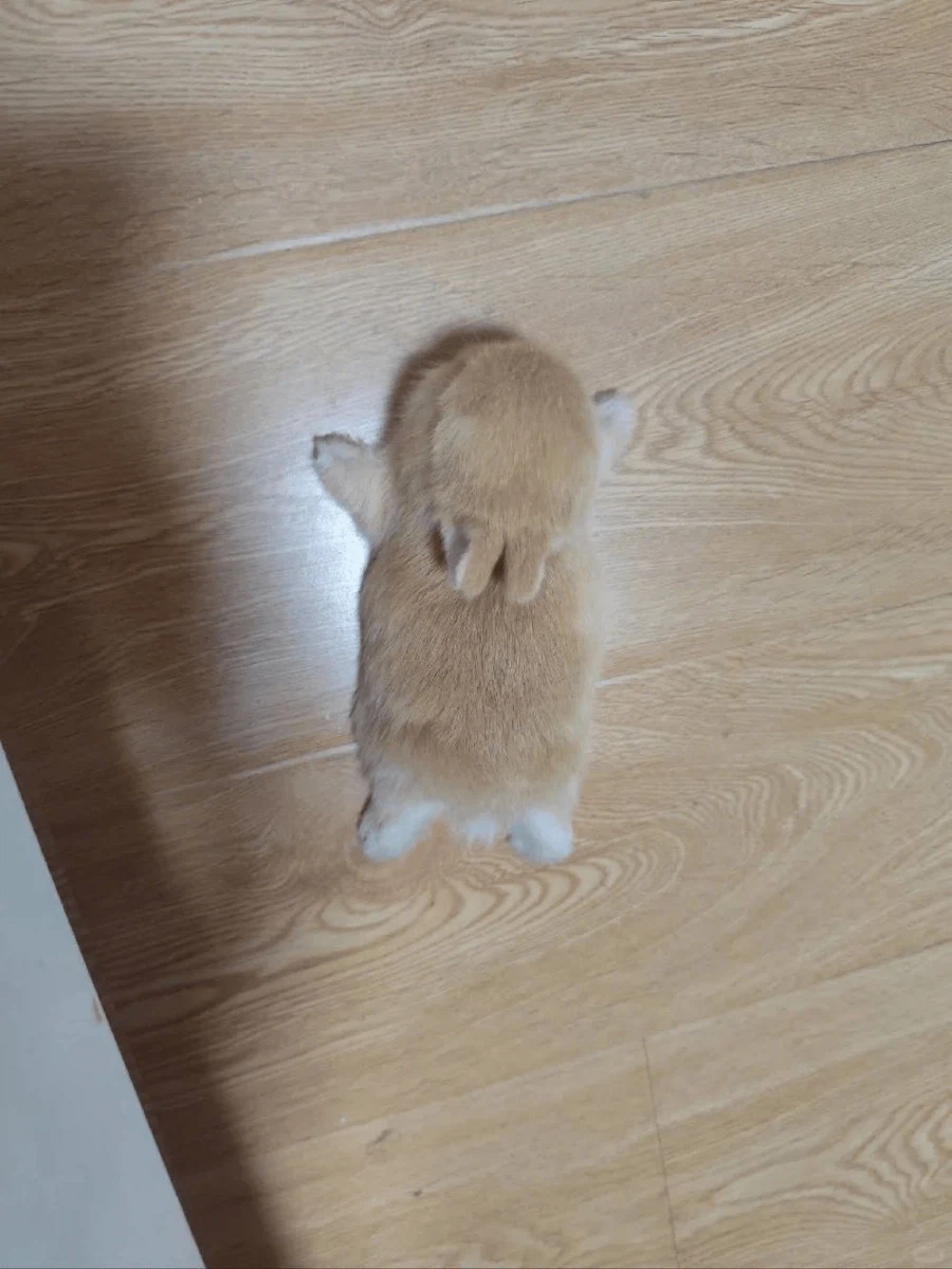 너무 뜨거운 장판 때문에 녹아내린 토끼.jpg_1.webp