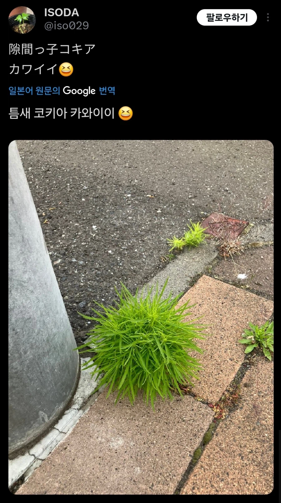 전봇대 틈새에서 자란 작은 식물_1.webp