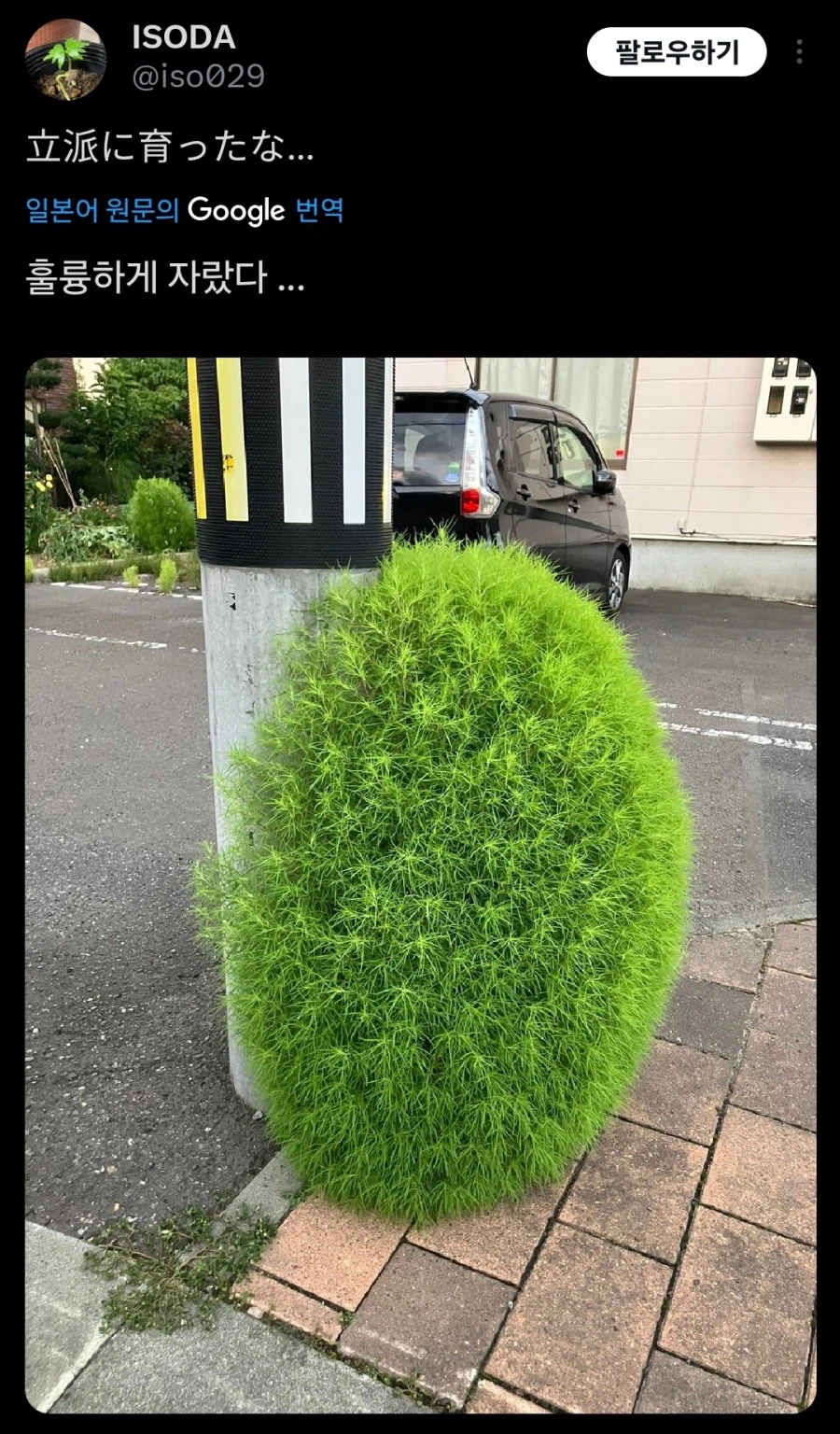 전봇대 틈새에서 자란 작은 식물_2.webp