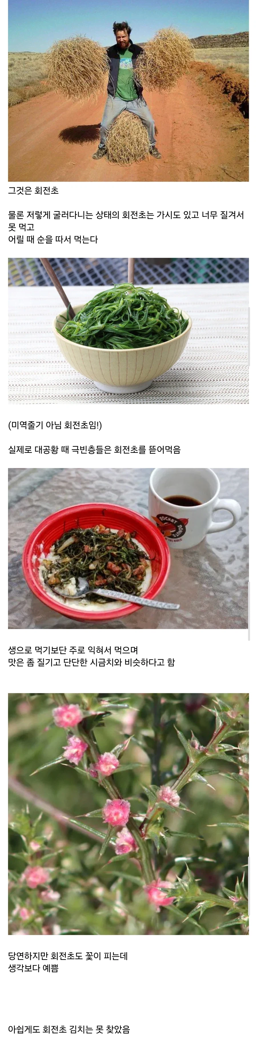 의외로 식용가능 식물_1.webp