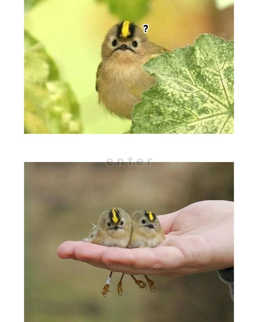 한국 겨울에 찾아오는 특이한 철새_1.webp