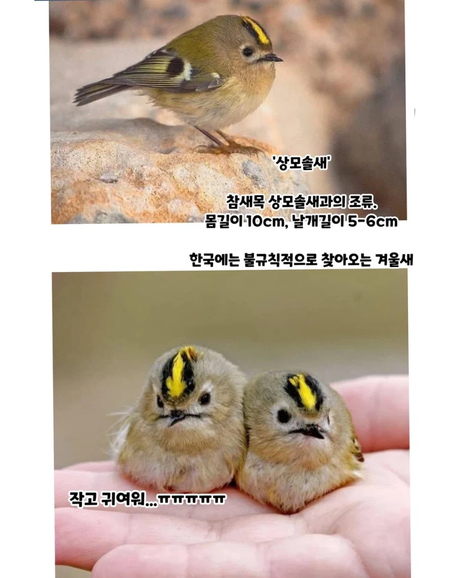 한국 겨울에 찾아오는 특이한 철새_2.webp