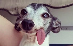 그냥 많이 쳐먹어서 감염률이 높았을 뿐인 한국 굴 노로바이러스_1.webp