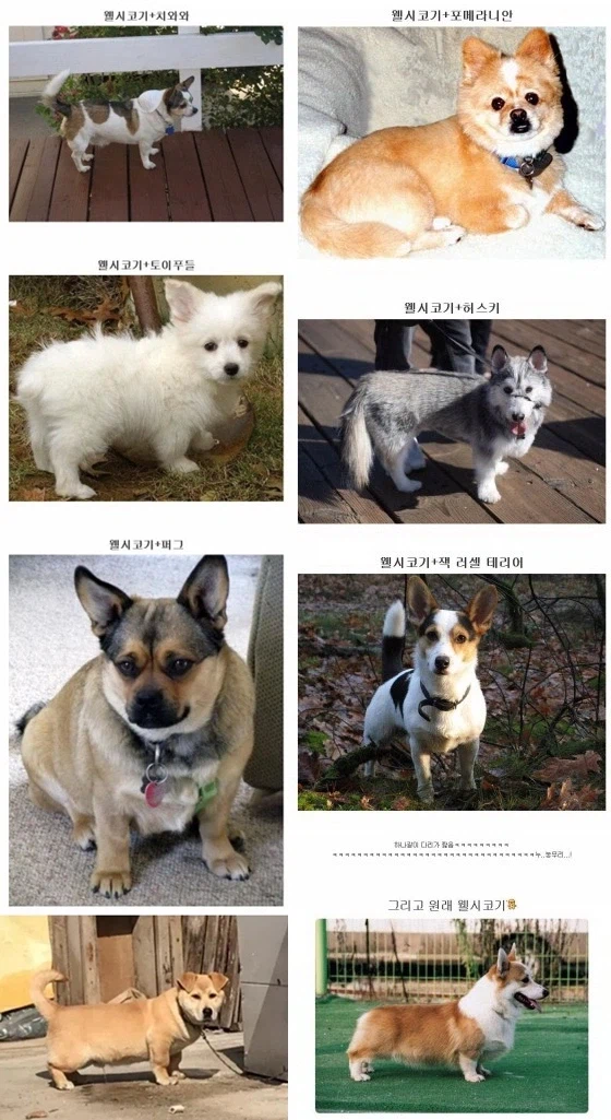 좀 많이 쎈 웰시코기 유전자_1.webp