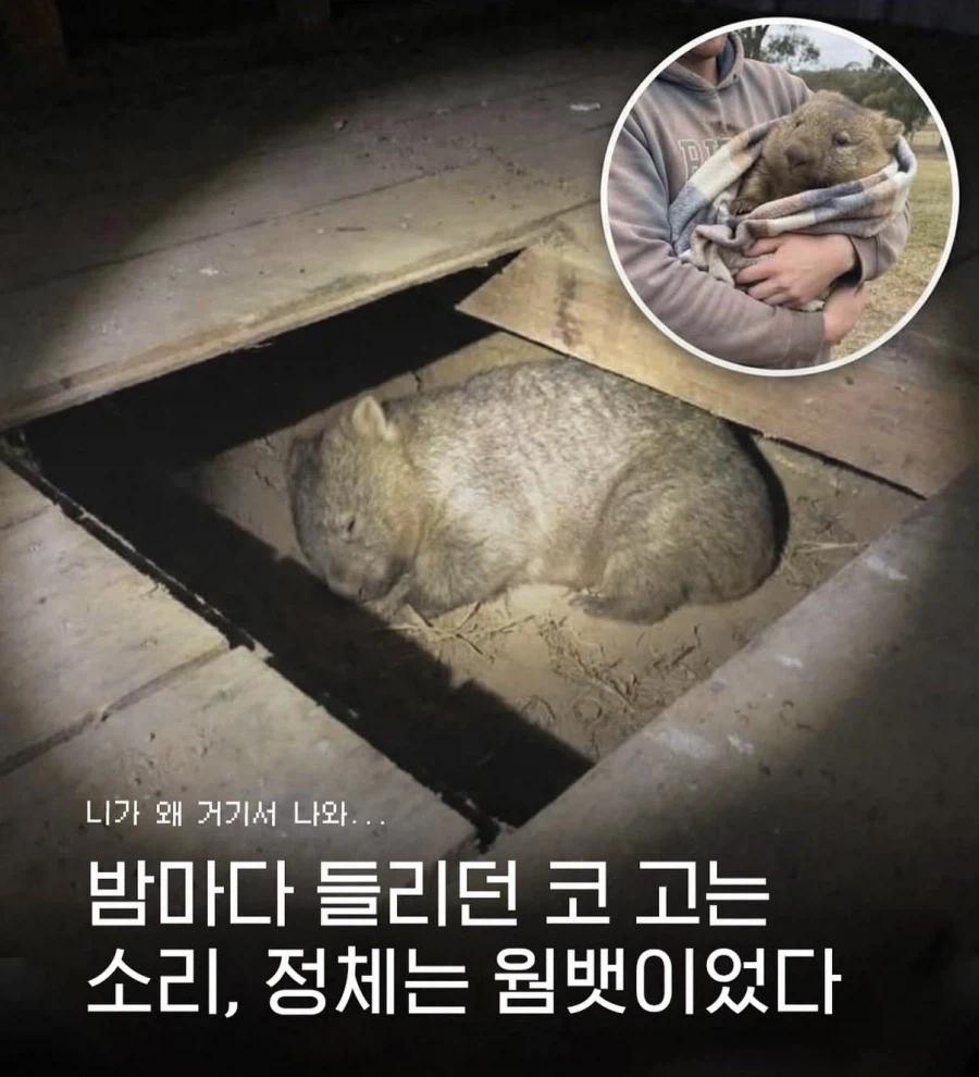 집에서 들리는 정체불명에 소리_1.webp