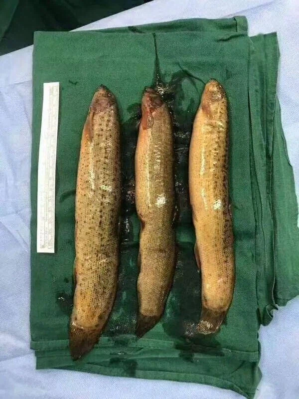 (약혐) 장어와 합체하는 사람들.jpg_4.webp