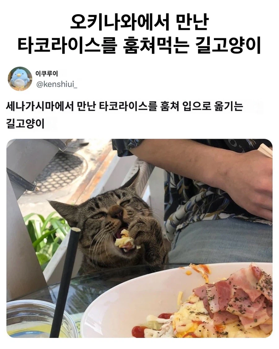 오키나와에서 만난 타코라이스 전문 도둑고양이.jpg_1.webp