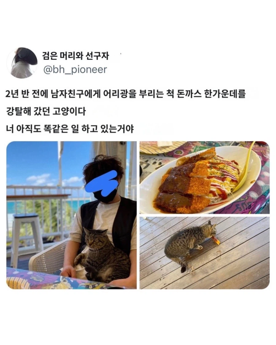 오키나와에서 만난 타코라이스 전문 도둑고양이.jpg_2.webp