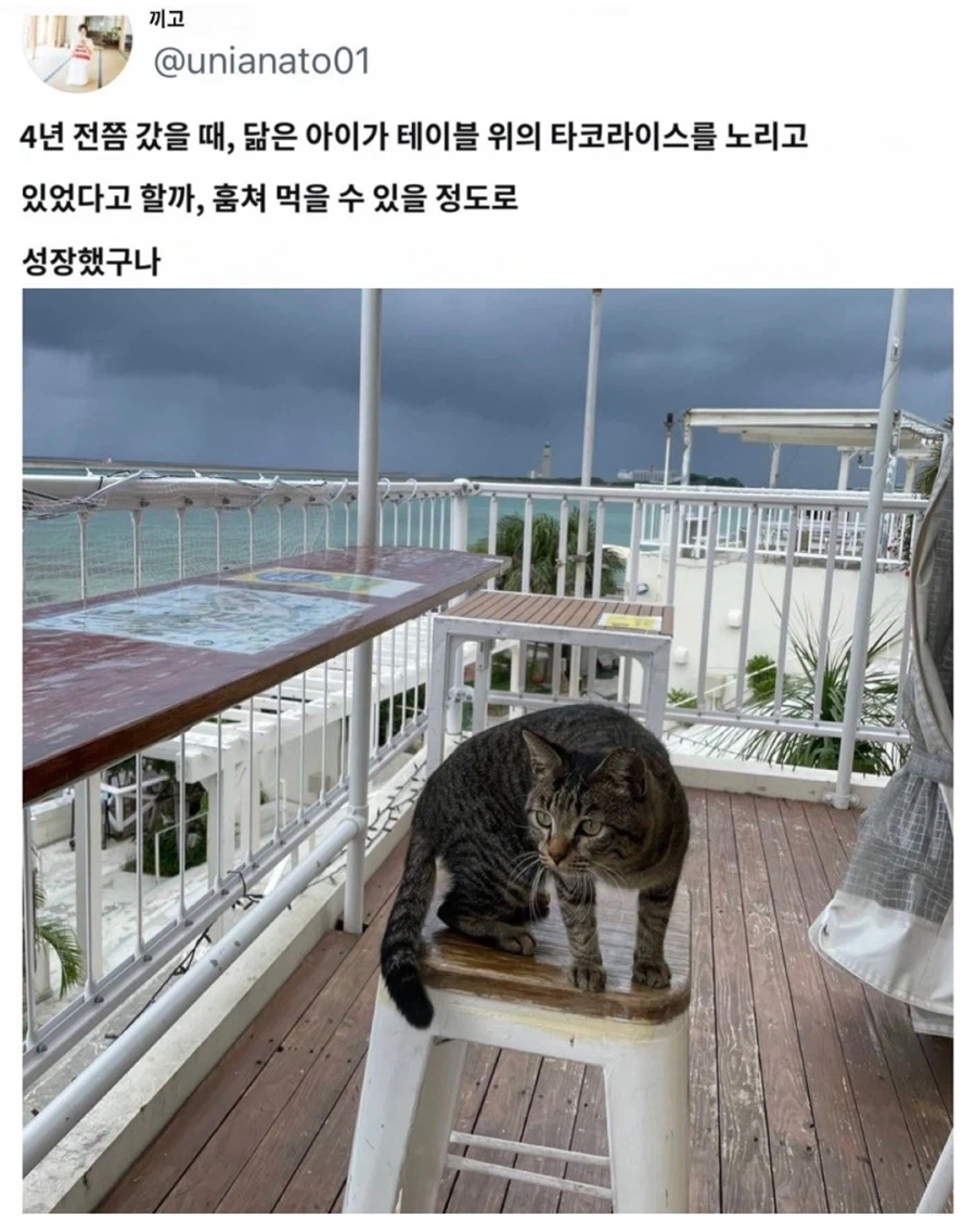 오키나와에서 만난 타코라이스 전문 도둑고양이.jpg_4.webp