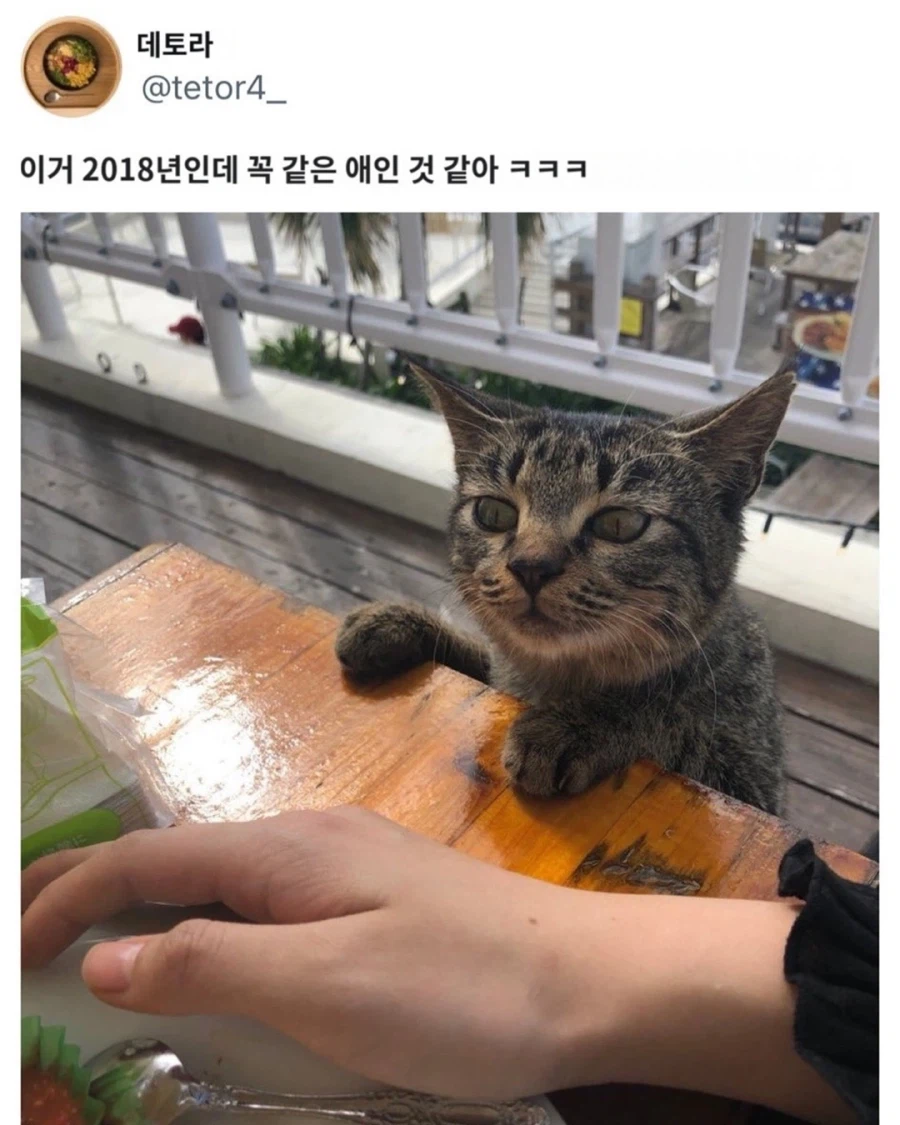 오키나와에서 만난 타코라이스 전문 도둑고양이.jpg_5.webp