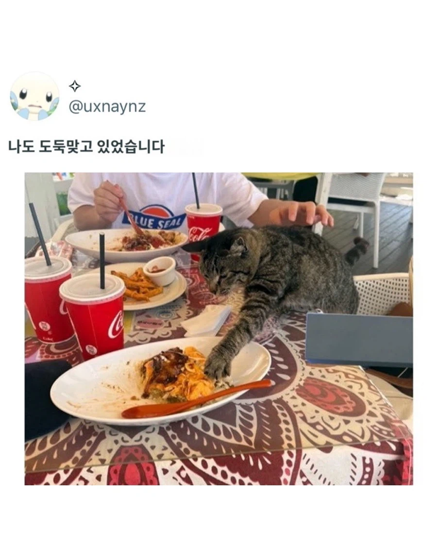 오키나와에서 만난 타코라이스 전문 도둑고양이.jpg_6.webp