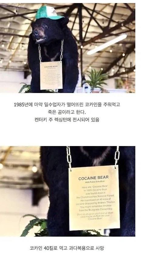 코카인 40kg를 주워먹은 곰의 최후_1.webp