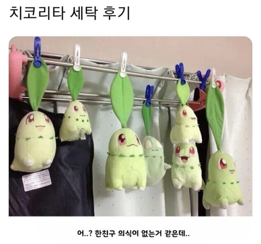 치코리타 세탁 후기_1.webp