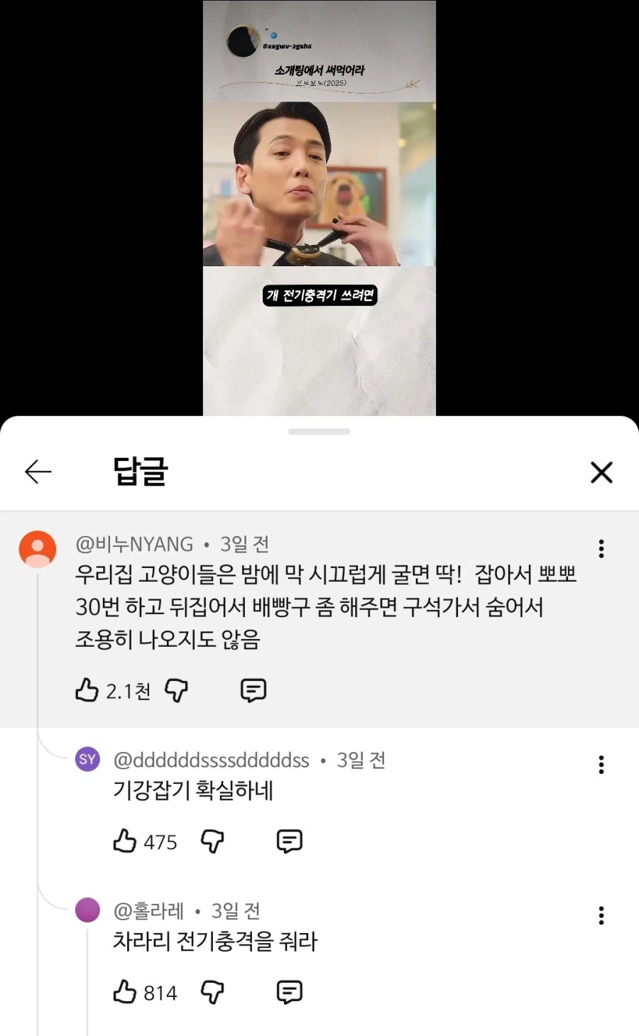 고양이를 조용하게 만드는 방법_1.webp