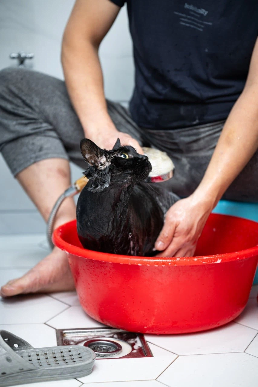 이건 고양이가 맞다.. 고양이 맞다고..._1.webp