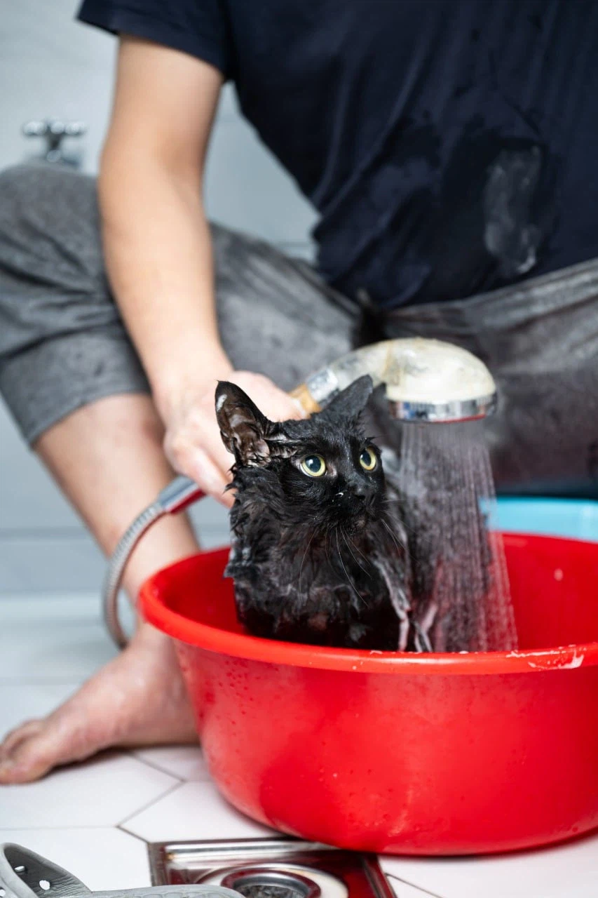 이건 고양이가 맞다.. 고양이 맞다고..._2.webp