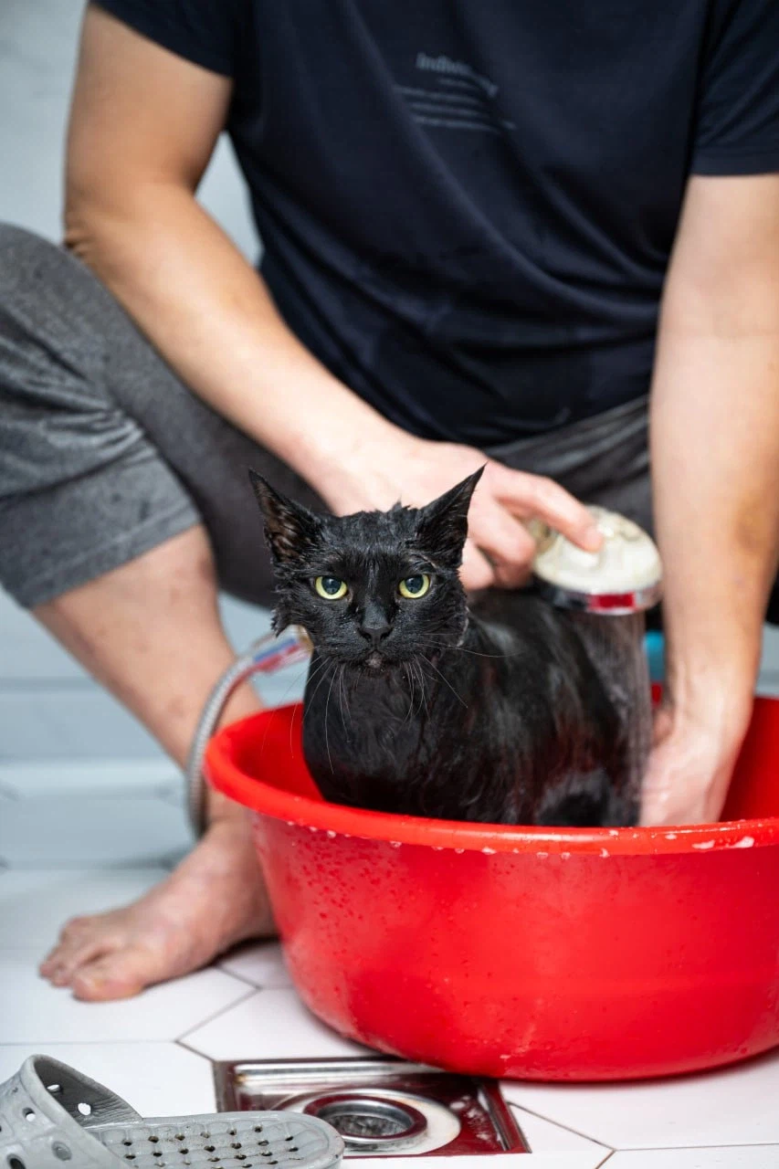 이건 고양이가 맞다.. 고양이 맞다고..._3.webp