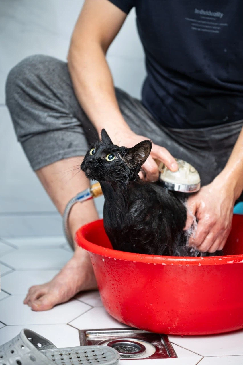 이건 고양이가 맞다.. 고양이 맞다고..._4.webp