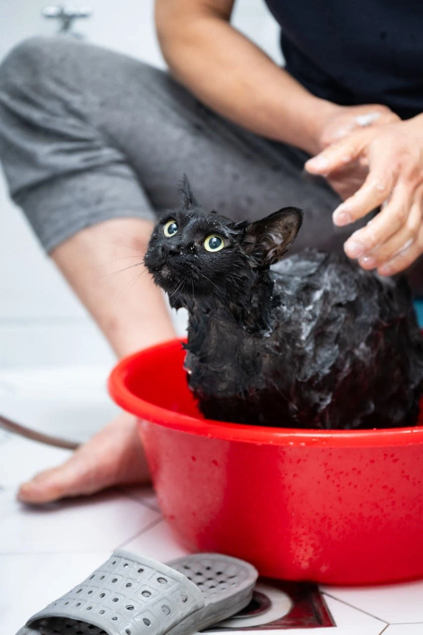 이건 고양이가 맞다.. 고양이 맞다고..._5.webp