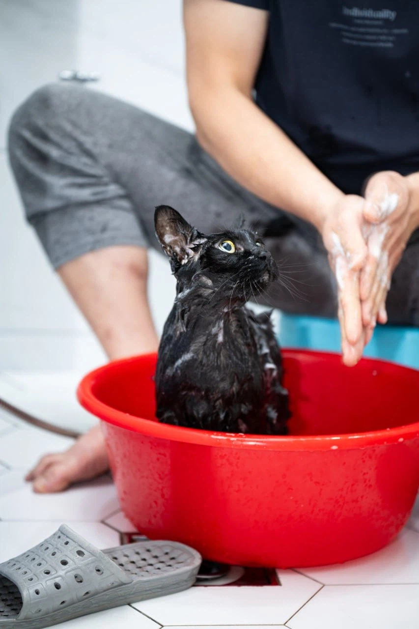 이건 고양이가 맞다.. 고양이 맞다고..._7.webp