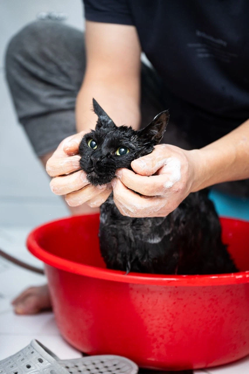 이건 고양이가 맞다.. 고양이 맞다고..._8.webp