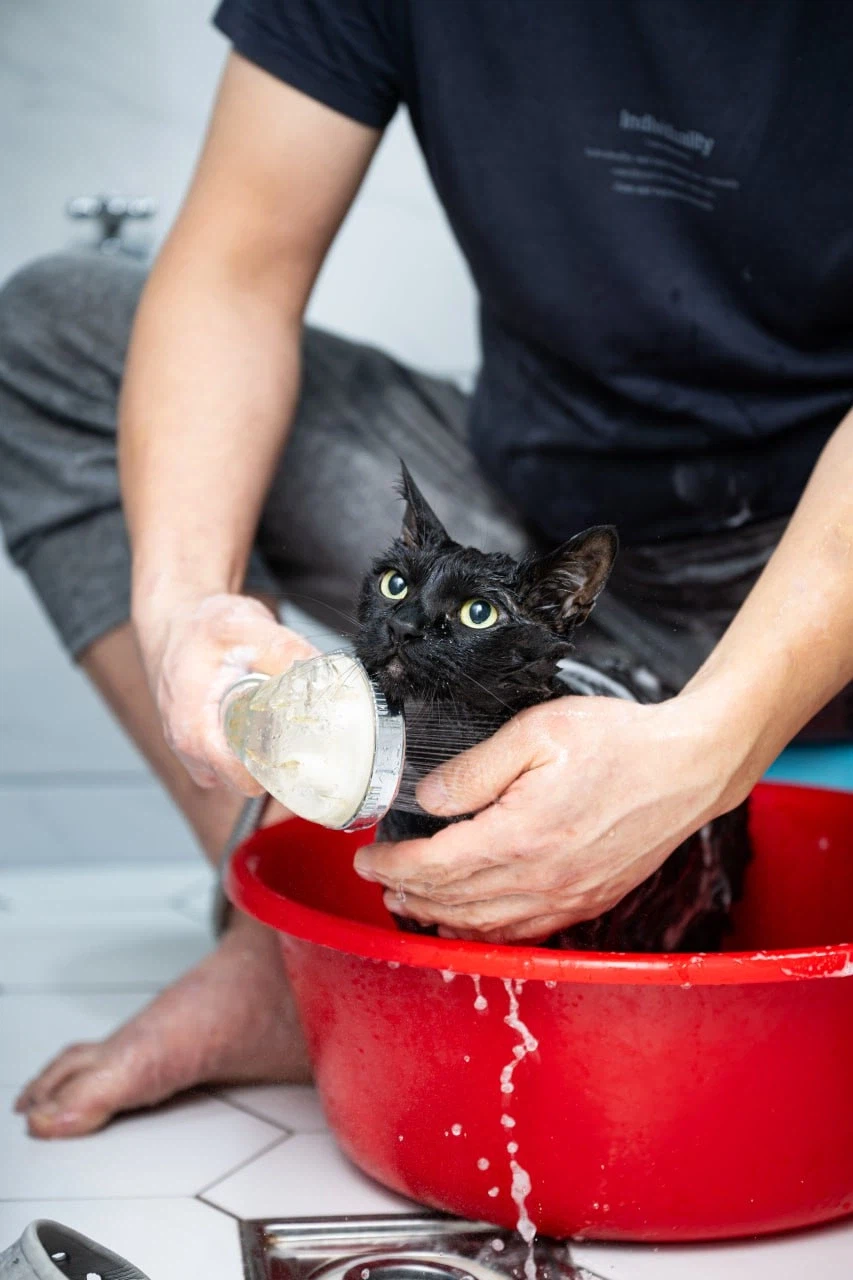 이건 고양이가 맞다.. 고양이 맞다고..._9.webp